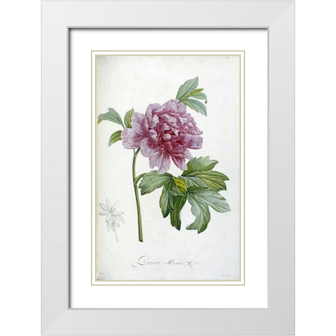 Engraving of a Peony White Modern Wood Framed Art Print with Double Matting by Redoute, Pierre Joseph