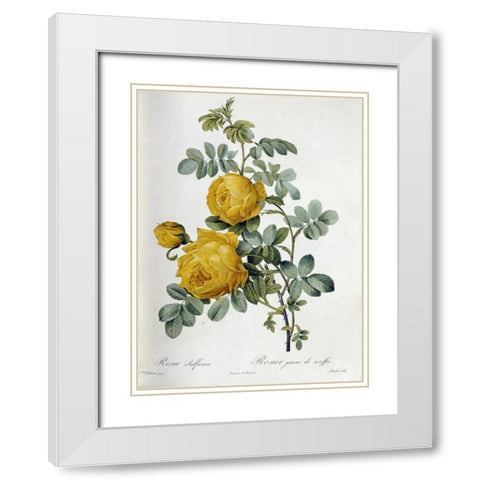 Rosa Sulfurea White Modern Wood Framed Art Print with Double Matting by Redoute, Pierre Joseph