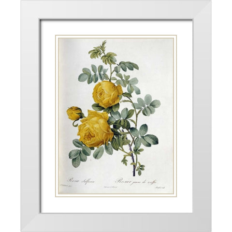 Rosa Sulfurea White Modern Wood Framed Art Print with Double Matting by Redoute, Pierre Joseph