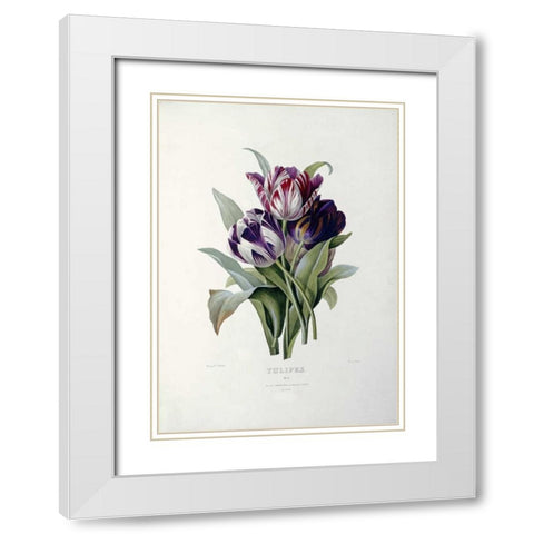 Tulips White Modern Wood Framed Art Print with Double Matting by Redoute, Pierre Joseph
