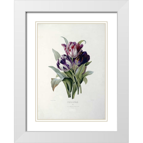 Tulips White Modern Wood Framed Art Print with Double Matting by Redoute, Pierre Joseph