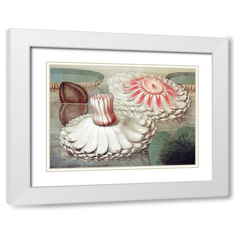 Victoria Regia White Modern Wood Framed Art Print with Double Matting by Sharp, William