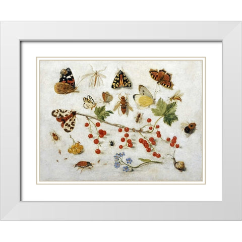 Butterflies, Moths and Other Insects White Modern Wood Framed Art Print with Double Matting by Van Kessel, Jan
