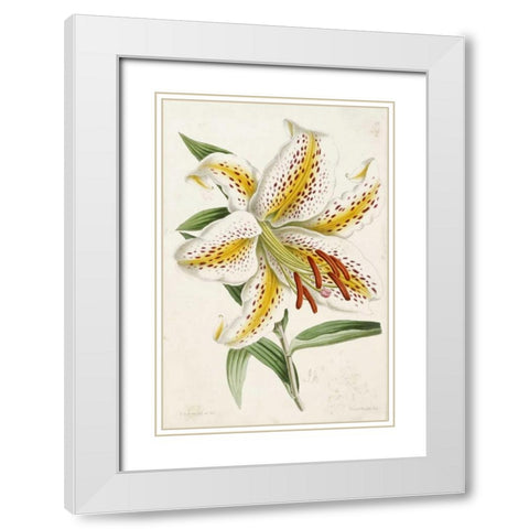 Lily White Modern Wood Framed Art Print with Double Matting by Andrews, James