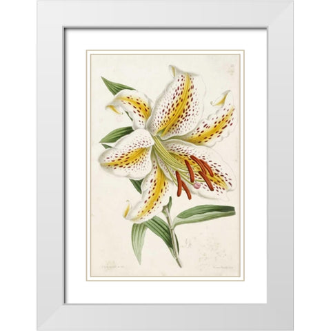 Lily White Modern Wood Framed Art Print with Double Matting by Andrews, James