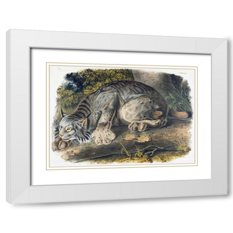 Canada Lynx White Modern Wood Framed Art Print with Double Matting by Audubon, John James