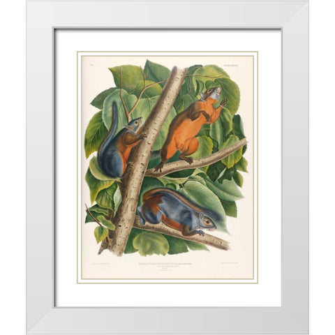 Red-Bellied Squirrel White Modern Wood Framed Art Print with Double Matting by Audubon, John James