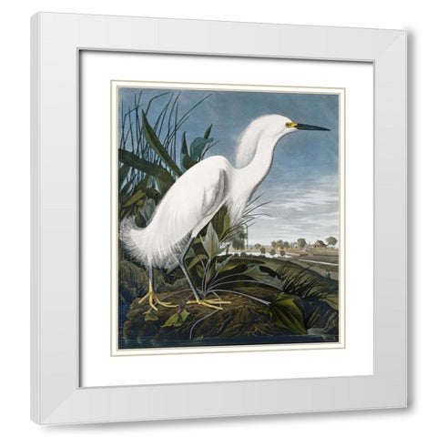 Snowy Heron White Modern Wood Framed Art Print with Double Matting by Audubon, John James
