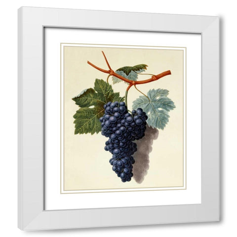 Black Muscadine Grapes White Modern Wood Framed Art Print with Double Matting by Brookshaw, George