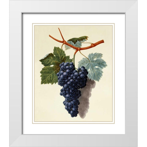 Black Muscadine Grapes White Modern Wood Framed Art Print with Double Matting by Brookshaw, George