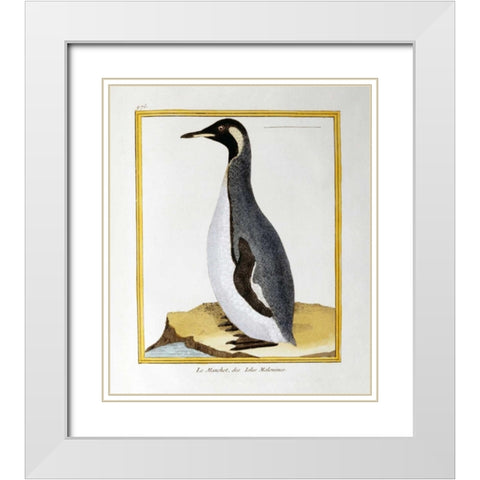 A Penguin, Falkland Islands White Modern Wood Framed Art Print with Double Matting by Buffon, Georges-Louis Leclerc