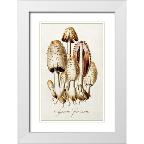 Egg Mushroom White Modern Wood Framed Art Print with Double Matting by Curtis, William
