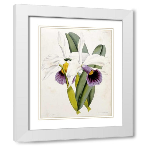 Lily White Modern Wood Framed Art Print with Double Matting by Curtis, William