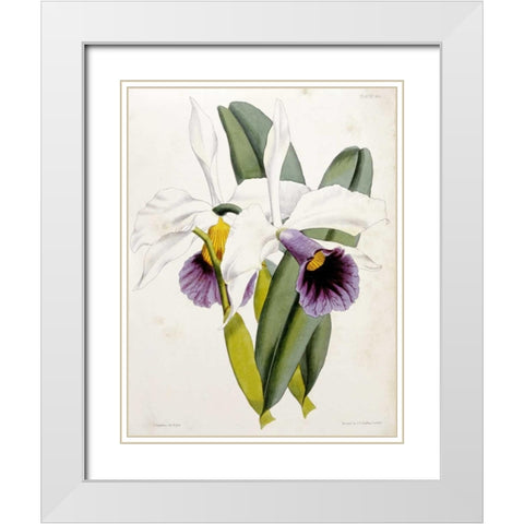 Lily White Modern Wood Framed Art Print with Double Matting by Curtis, William