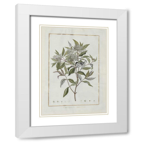 Cornus White Modern Wood Framed Art Print with Double Matting by Lheritier De Brutelle, Charles-Louis