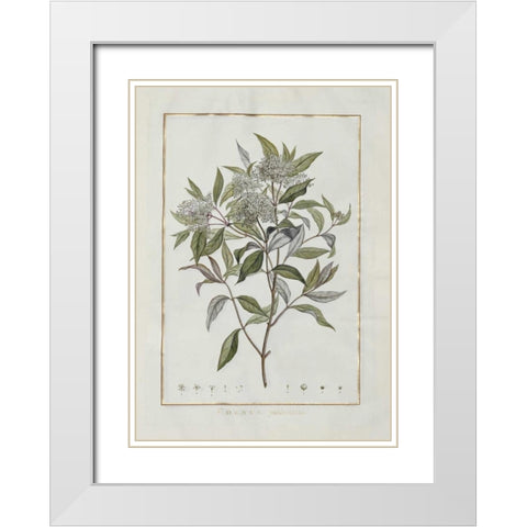Cornus White Modern Wood Framed Art Print with Double Matting by Lheritier De Brutelle, Charles-Louis