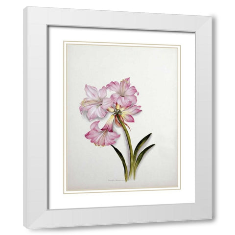 Amaryllis Belladonna White Modern Wood Framed Art Print with Double Matting by Dixie, Ethel May