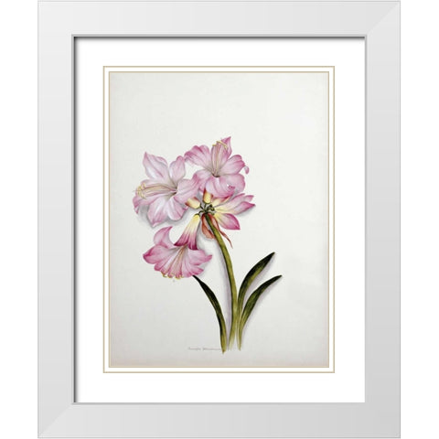 Amaryllis Belladonna White Modern Wood Framed Art Print with Double Matting by Dixie, Ethel May