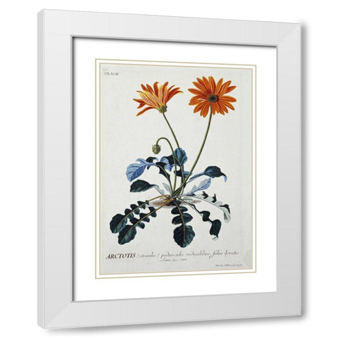 African Daisy White Modern Wood Framed Art Print with Double Matting by Ehret, George Dionysius