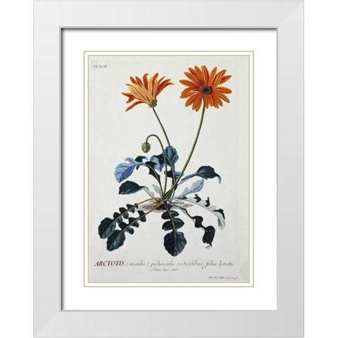 African Daisy White Modern Wood Framed Art Print with Double Matting by Ehret, George Dionysius