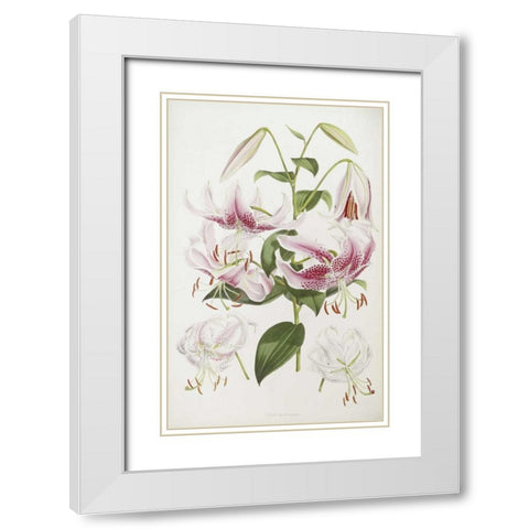A Monograph of The Genus Lilium White Modern Wood Framed Art Print with Double Matting by Elwes, Henry John