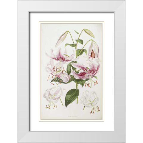 A Monograph of The Genus Lilium White Modern Wood Framed Art Print with Double Matting by Elwes, Henry John