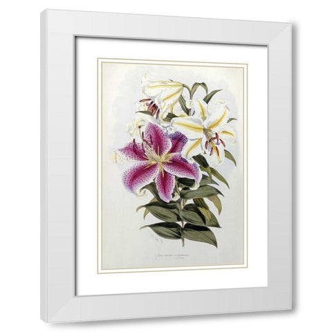 A Monograph of The Genus Lilium White Modern Wood Framed Art Print with Double Matting by Elwes, Henry John