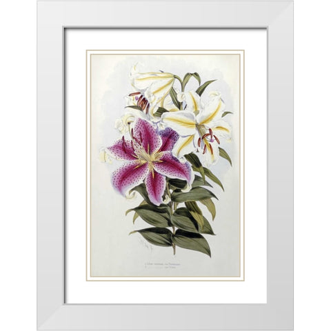 A Monograph of The Genus Lilium White Modern Wood Framed Art Print with Double Matting by Elwes, Henry John