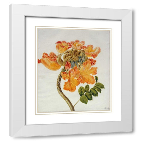 African Tulip White Modern Wood Framed Art Print with Double Matting by English School