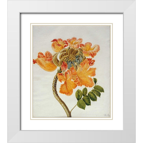 African Tulip White Modern Wood Framed Art Print with Double Matting by English School