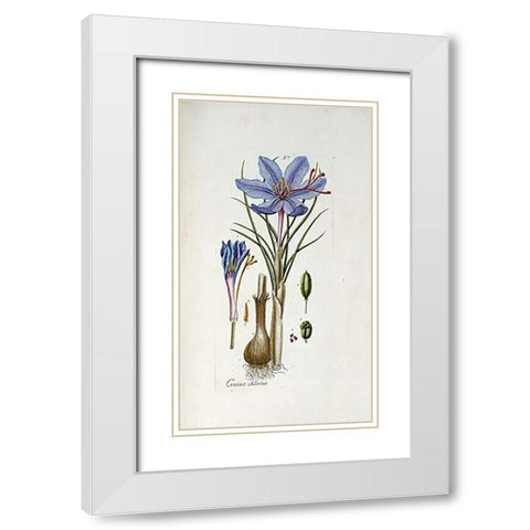 Crocus Sativus White Modern Wood Framed Art Print with Double Matting by Happe, Andreas Friedrich