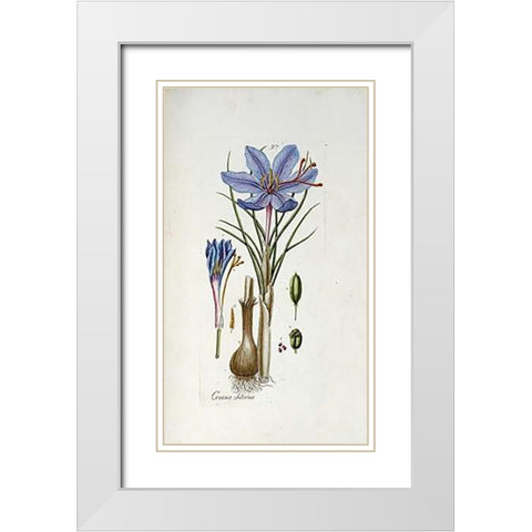 Crocus Sativus White Modern Wood Framed Art Print with Double Matting by Happe, Andreas Friedrich