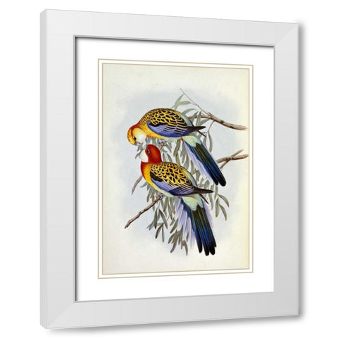 Eastern Rosella White Modern Wood Framed Art Print with Double Matting by Glover, John