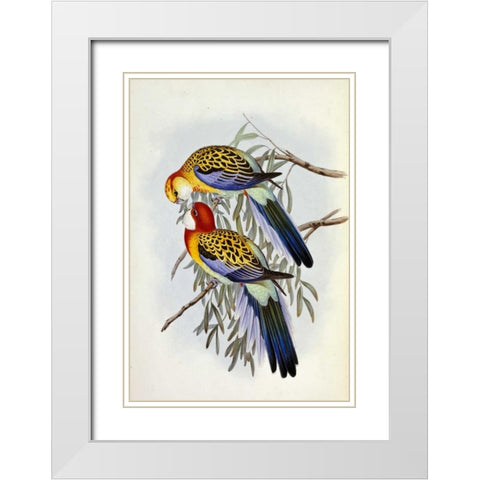 Eastern Rosella White Modern Wood Framed Art Print with Double Matting by Glover, John