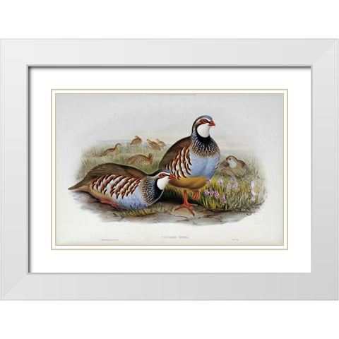 Red Legged Partridges White Modern Wood Framed Art Print with Double Matting by Glover, John