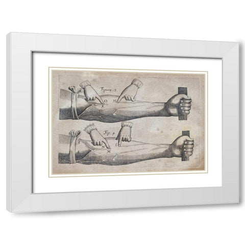 Discovery of The Circulation of Blood White Modern Wood Framed Art Print with Double Matting by Harvey, William