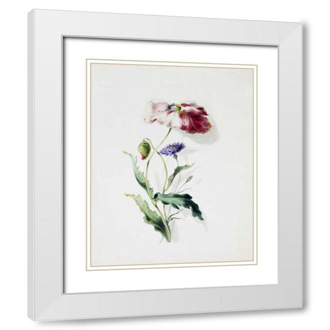 A Scarlet Poppy and a Cornflower White Modern Wood Framed Art Print with Double Matting by Holland, Thomas