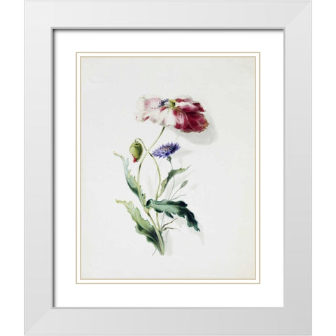 A Scarlet Poppy and a Cornflower White Modern Wood Framed Art Print with Double Matting by Holland, Thomas