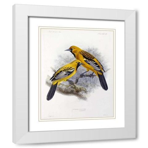 Ecuadorian Cacique and an Orange Oriole White Modern Wood Framed Art Print with Double Matting by Keulemans, J.G.