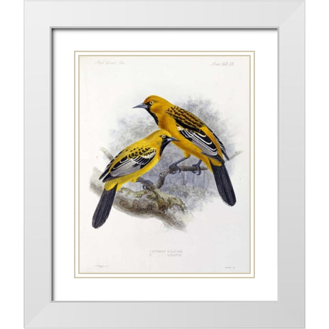 Ecuadorian Cacique and an Orange Oriole White Modern Wood Framed Art Print with Double Matting by Keulemans, J.G.