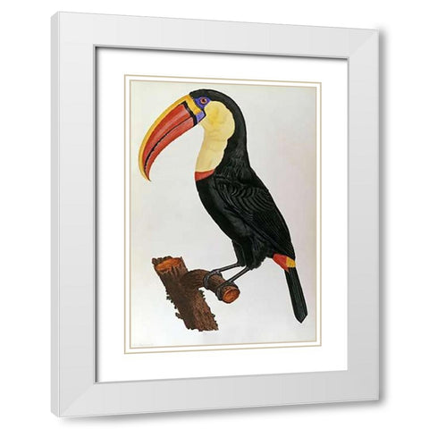 Le Toucan White Modern Wood Framed Art Print with Double Matting by Le Vaillant, Francois