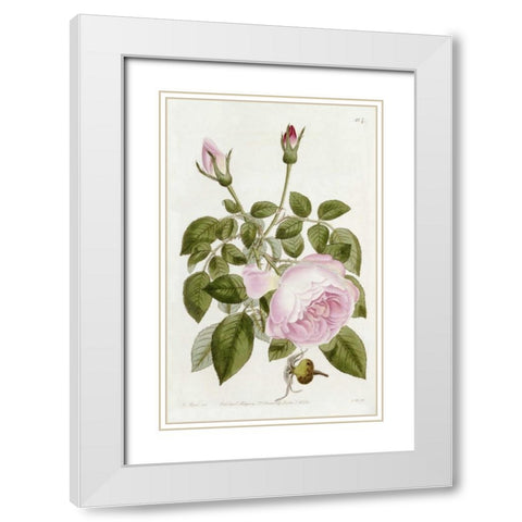 Illustration From The Botanical Register White Modern Wood Framed Art Print with Double Matting by Lindley, John
