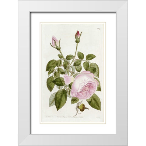 Illustration From The Botanical Register White Modern Wood Framed Art Print with Double Matting by Lindley, John