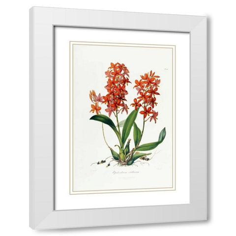 Star Orchid White Modern Wood Framed Art Print with Double Matting by Lindley, John