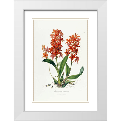 Star Orchid White Modern Wood Framed Art Print with Double Matting by Lindley, John