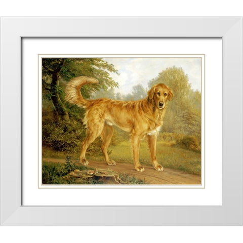 A Golden Retriever On a Path White Modern Wood Framed Art Print with Double Matting by Lytzen, Niels Aagaard