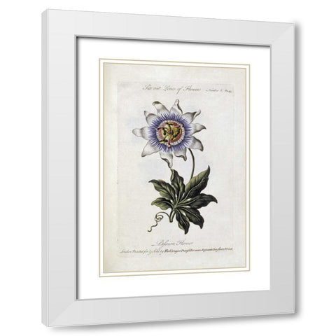 Passion Flower White Modern Wood Framed Art Print with Double Matting by Parkinson, Thomas