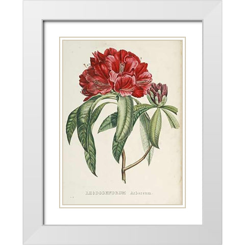 RhododendMaps Arboreum White Modern Wood Framed Art Print with Double Matting by Reichenbach, H.G.L.