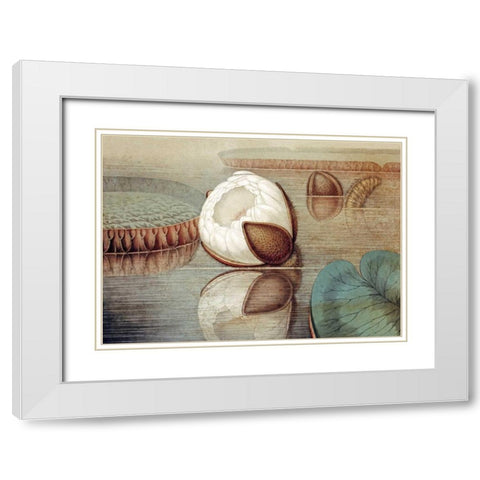 The Great Water Lily of America White Modern Wood Framed Art Print with Double Matting by Sharp, William