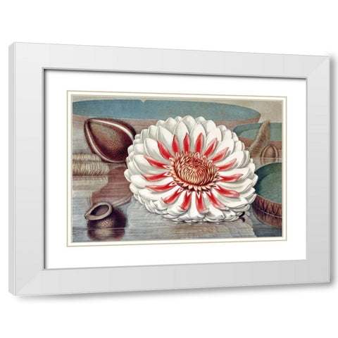 The Great Water Lily of America - Complete Bloom White Modern Wood Framed Art Print with Double Matting by Sharp, William
